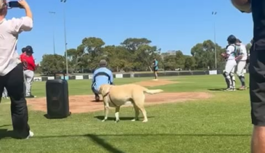 Ladies day at our baseball club and Michelle beamed her dog on the First Pitch