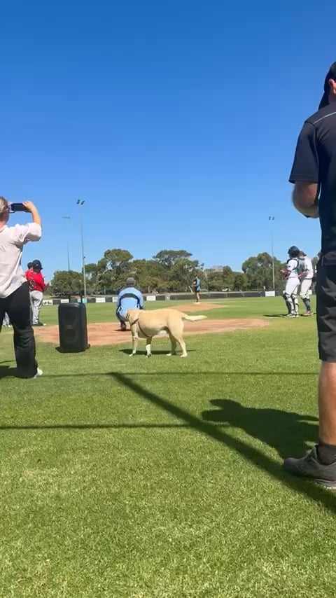 Ladies day at our baseball club and Michelle beamed her dog on the First Pitch