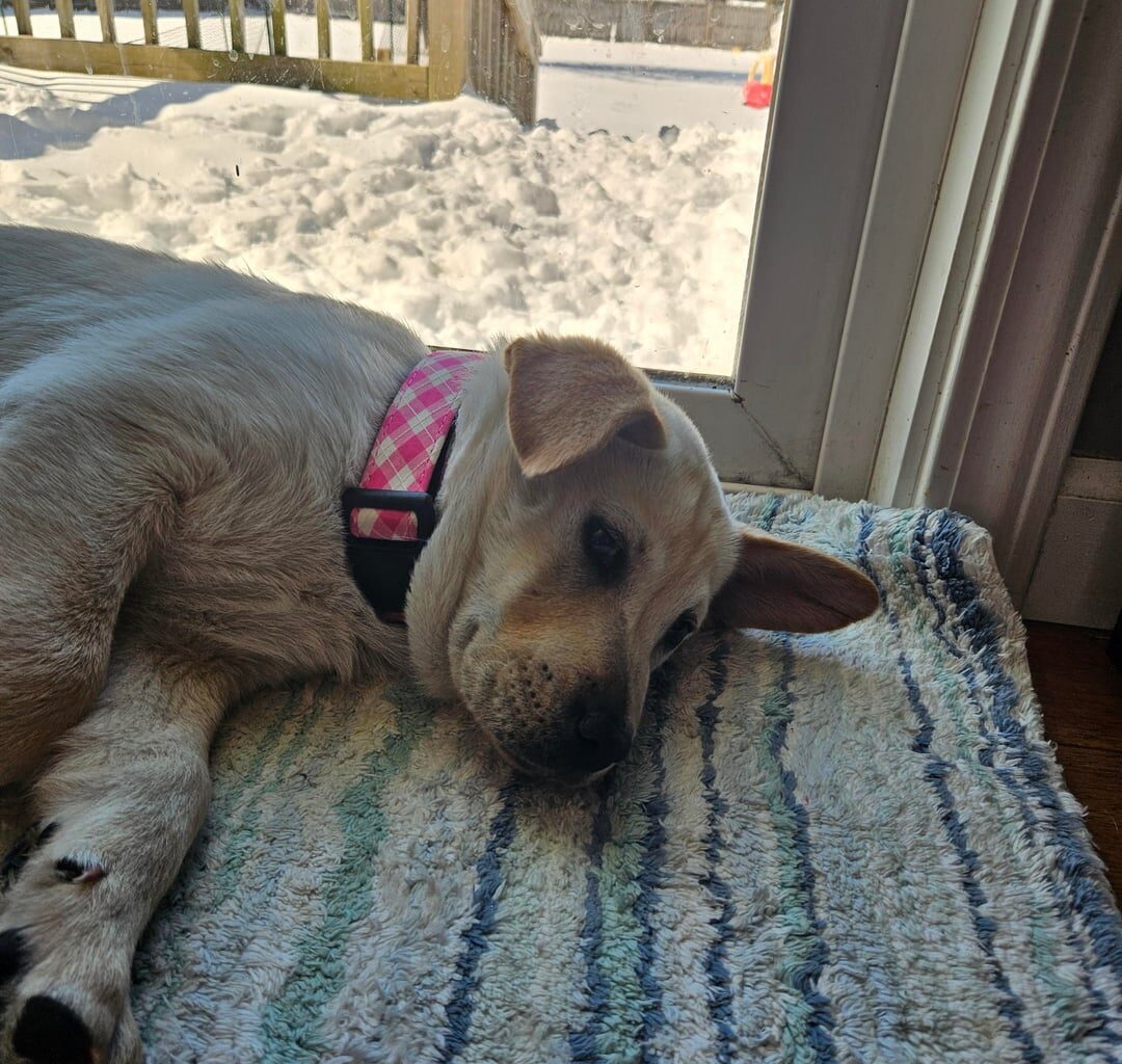 Puppers getting a lil pregame nap! 4-0