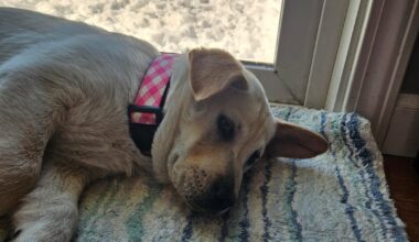 Puppers getting a lil pregame nap! 4-0