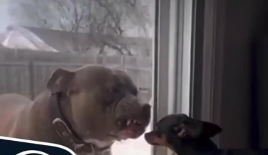 The Patriots stood no chance