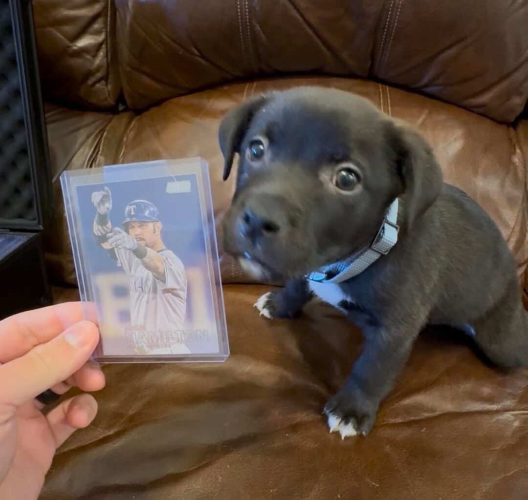 Meet Josh Hamilton, the newest edition to my family!