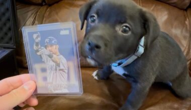 Meet Josh Hamilton, the newest edition to my family!