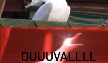 The jags would have had 20 on the Seahawks by now