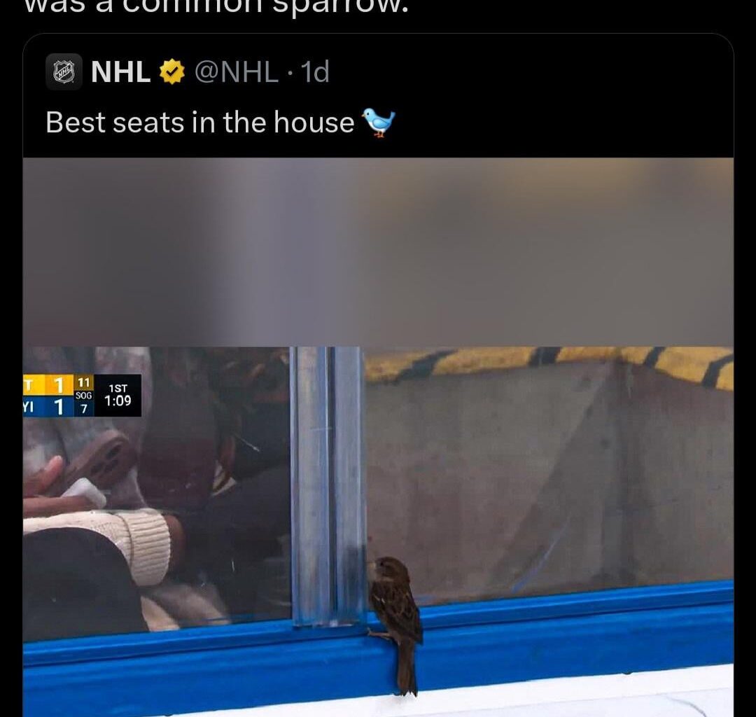 Sidney Crosby's guess on the bird at the Islanders game