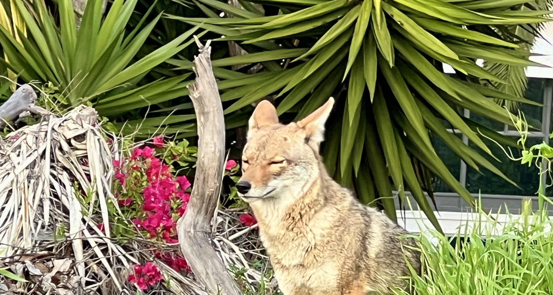 Small Urban Coyote. Moved off the road for me, then sat there for a photo Op.