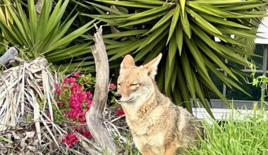 Small Urban Coyote. Moved off the road for me, then sat there for a photo Op.