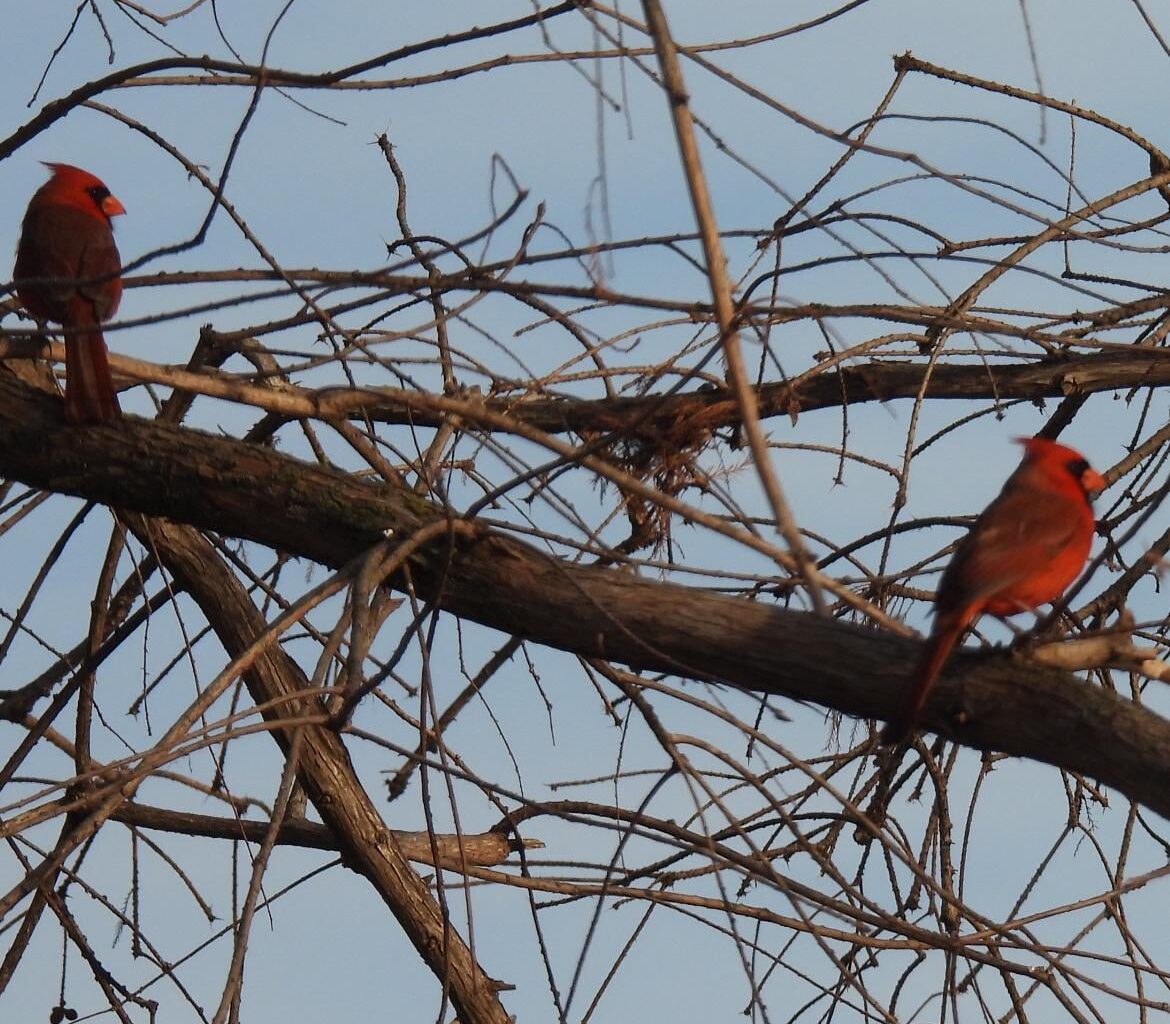 Birds On the Unfinished Bat