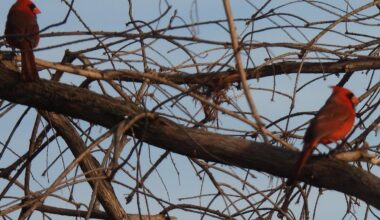 Birds On the Unfinished Bat