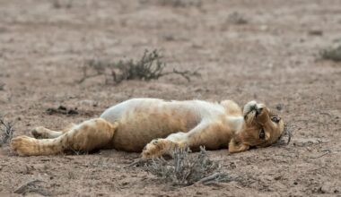 Me waiting for the season to start.