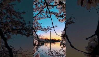 Peak bloom 🤝 peak D.C. vibes 🌸 #washingtonwizards #cherryblossoms #washingtondc #aesthetic #sunrise