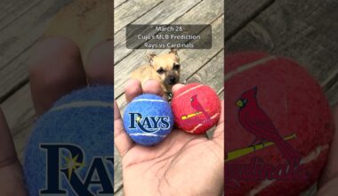 Cujo’s MLB Picks | Tampa Bay Rays vs St. Louis Cardinals ⚾ 03-28-2026 #CujoCatches