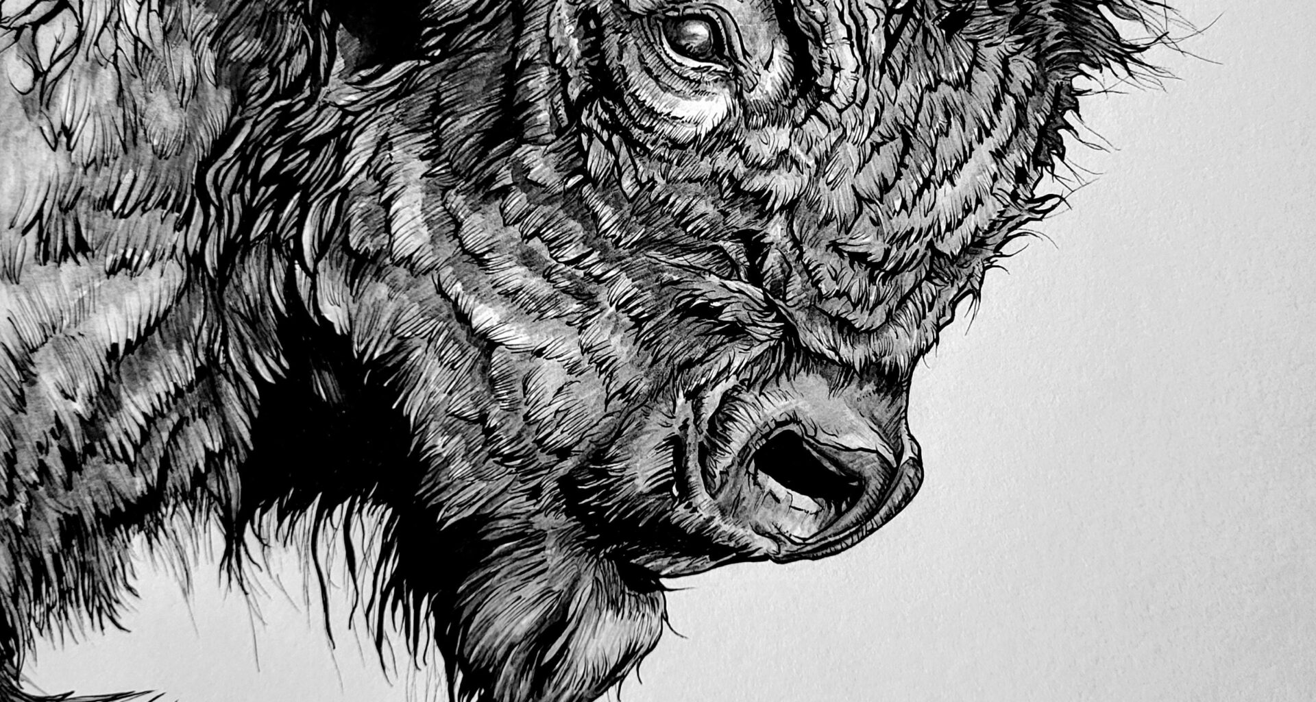 Bison- ink with graphite on 11x14 inch bristol board paper