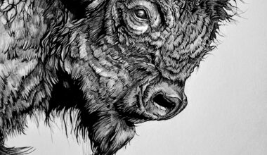 Bison- ink with graphite on 11x14 inch bristol board paper