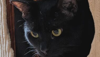 Flames (30-34-7) vs ducks (40-27-4) - march 26th - GDT