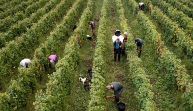 Aquilinis distance themselves from labour contractor under U.S. federal indictment