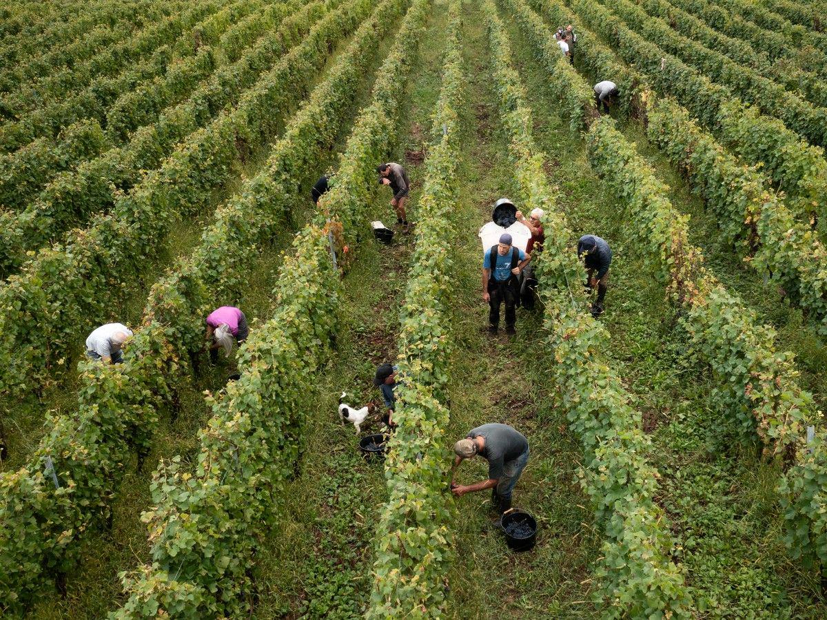 Aquilinis distance themselves from labour contractor under U.S. federal indictment