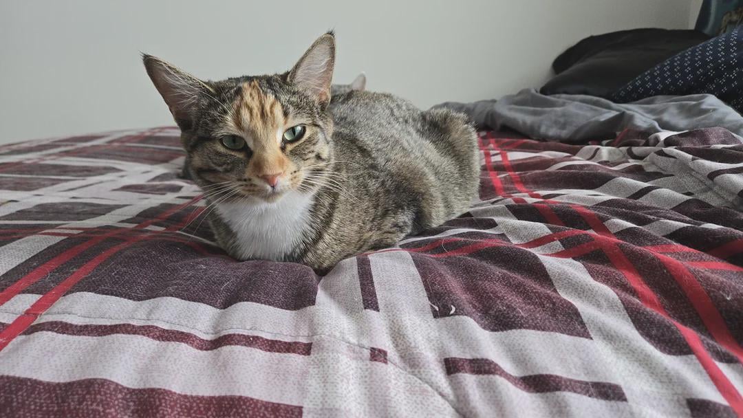 Flames (26-33-7) vs Redwings (36-23-8) - march 16th - GDT