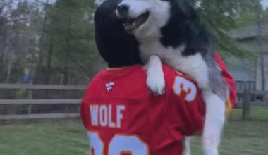 Flames (27-34-7) vs Panthers (34-31-3) - march 20th - GDT