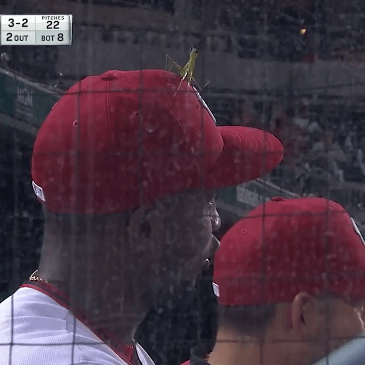 Washington taking our rally mantis