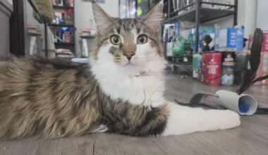 Flames (28-34-7) vs lightning (43-21-4) - march 22nd - GDT