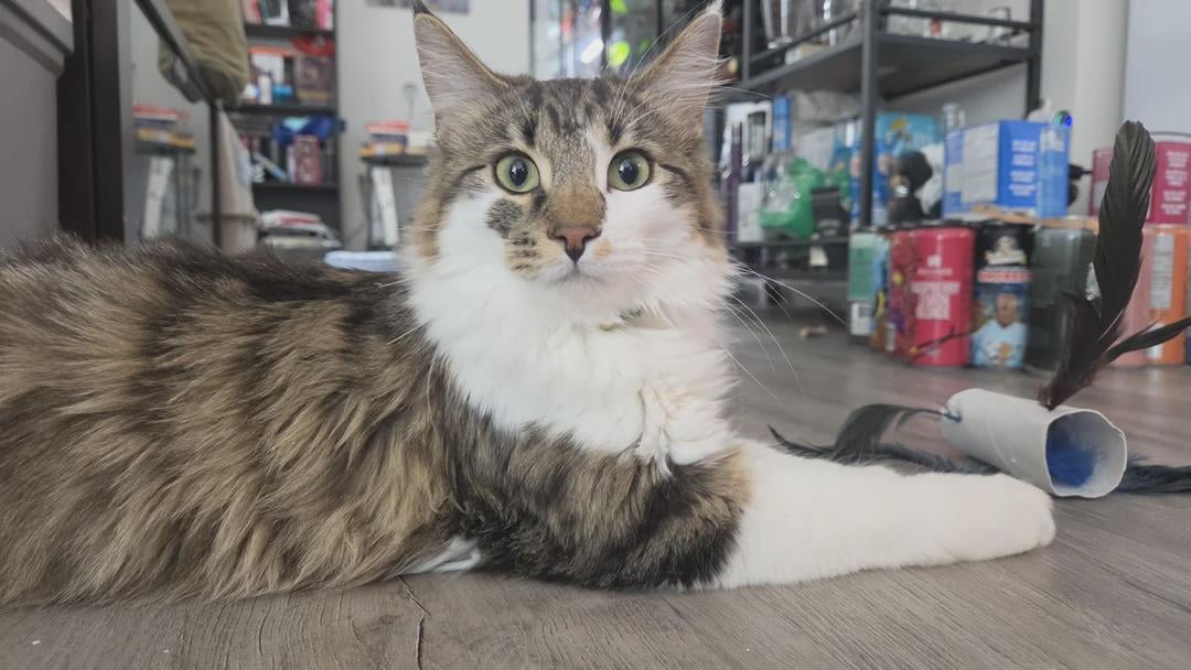 Flames (28-34-7) vs lightning (43-21-4) - march 22nd - GDT