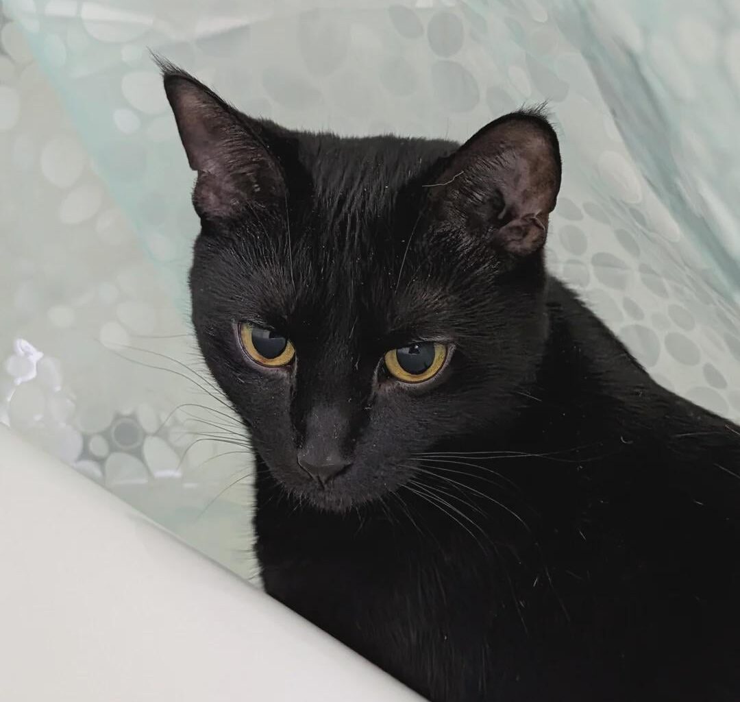 Flames (29-34-7) vs Kings (28-25-17) - march 24th - GDT