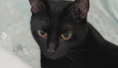 Flames (29-34-7) vs Kings (28-25-17) - march 24th - GDT