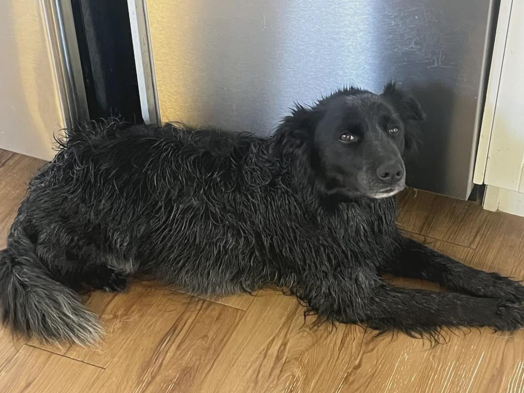 Flames (26-34-7) vs Blues (27-30-10) - March 18th - GDT