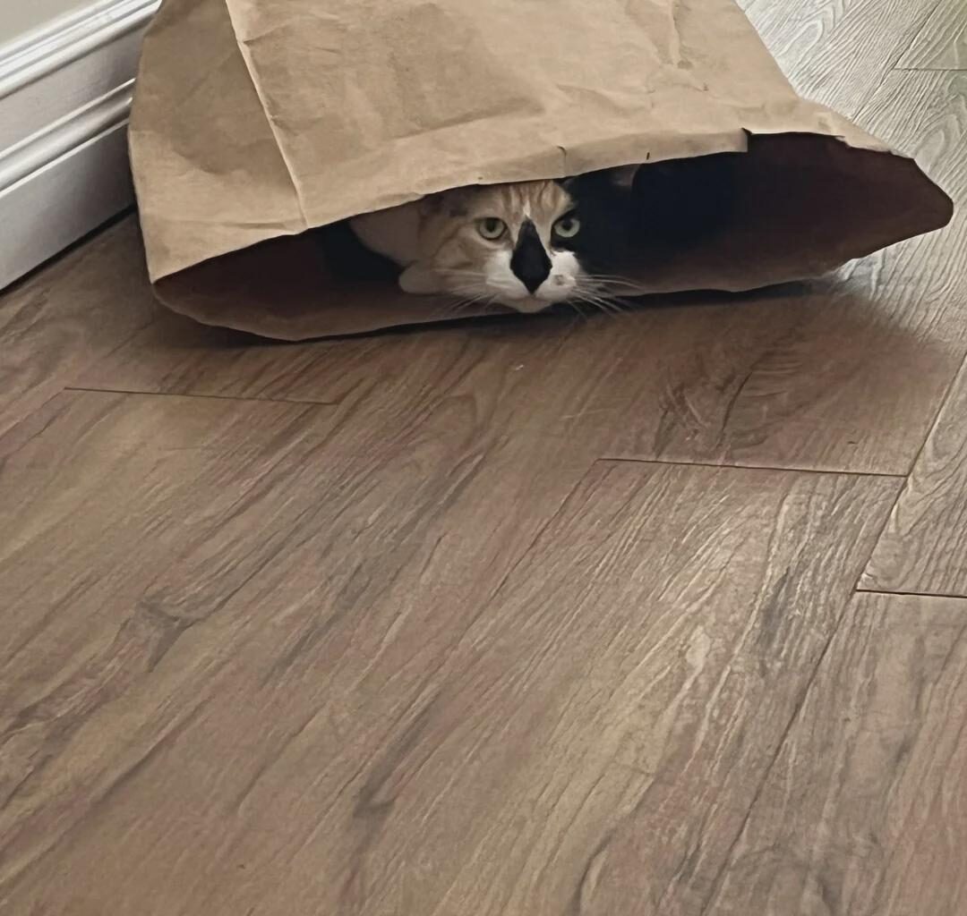 Flames (26-32-7) vs Islanders (37-24-5) - march 14th - GDT