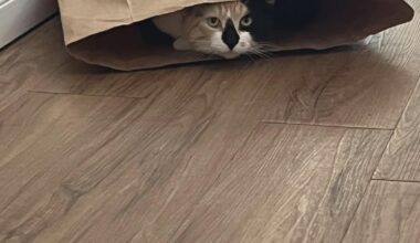 Flames (26-32-7) vs Islanders (37-24-5) - march 14th - GDT