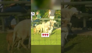 This herd of fans got a little sheepish after a foul ball grazed by them 🐑