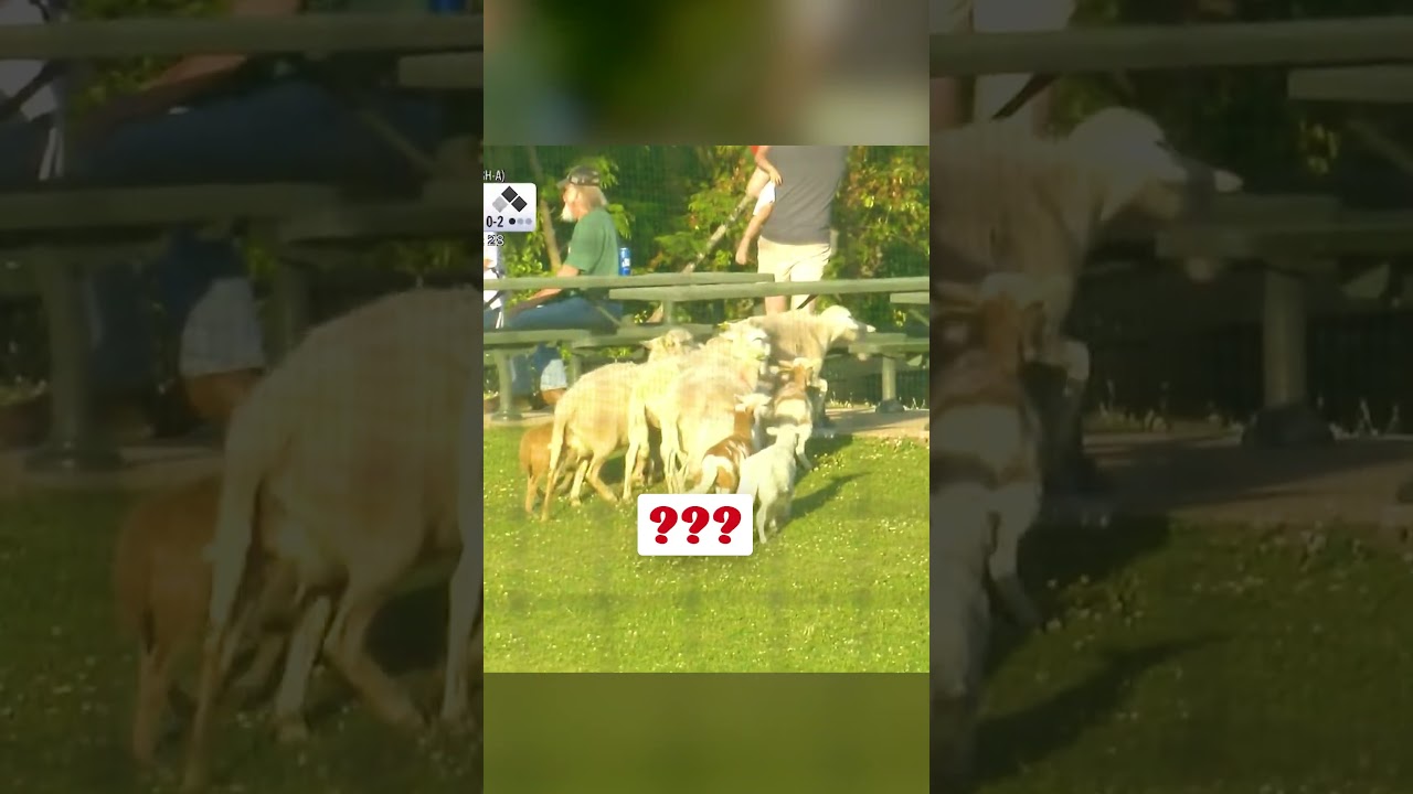 This herd of fans got a little sheepish after a foul ball grazed by them 🐑