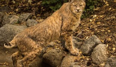 Collier Out til June - My KLGR