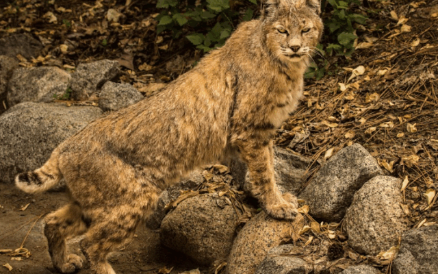 Collier Out til June