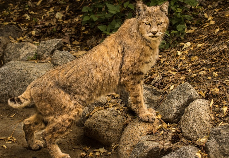 Collier Out til June - My KLGR