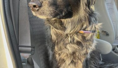 Flames (31-35-8) vs Golden Knights (33-16-16) - April 2nd - GDT