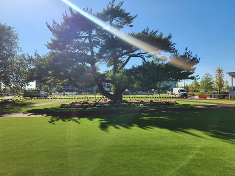 Shade tree in Belmont Park paddock