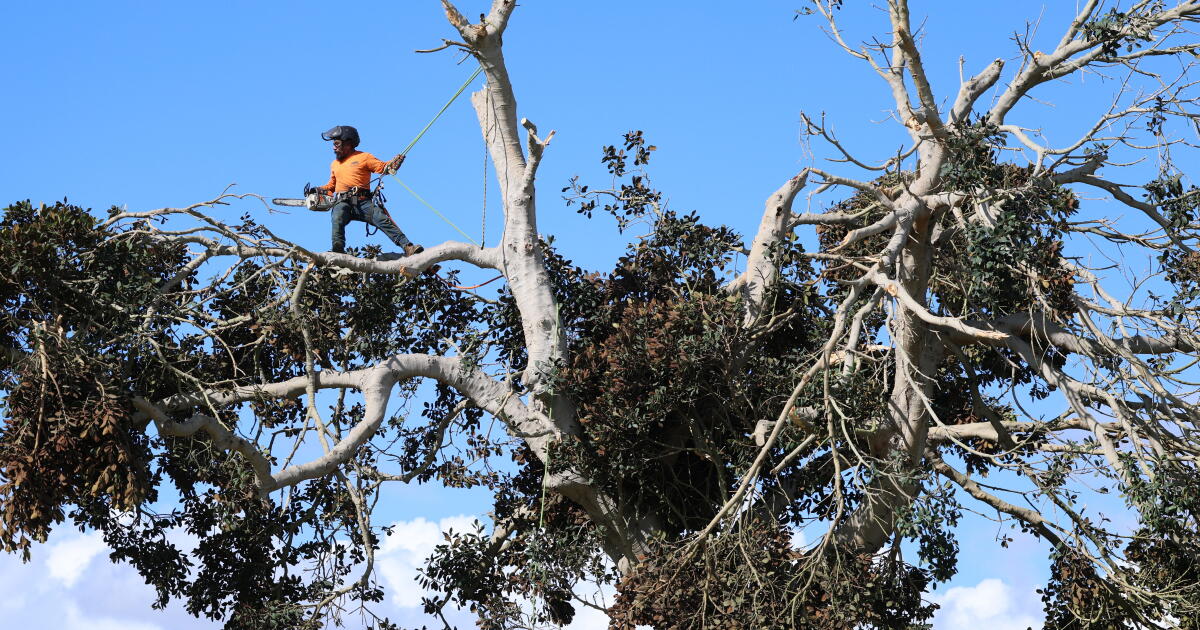Not a tornado, but wild weather tossed trees, stunned San Clemente